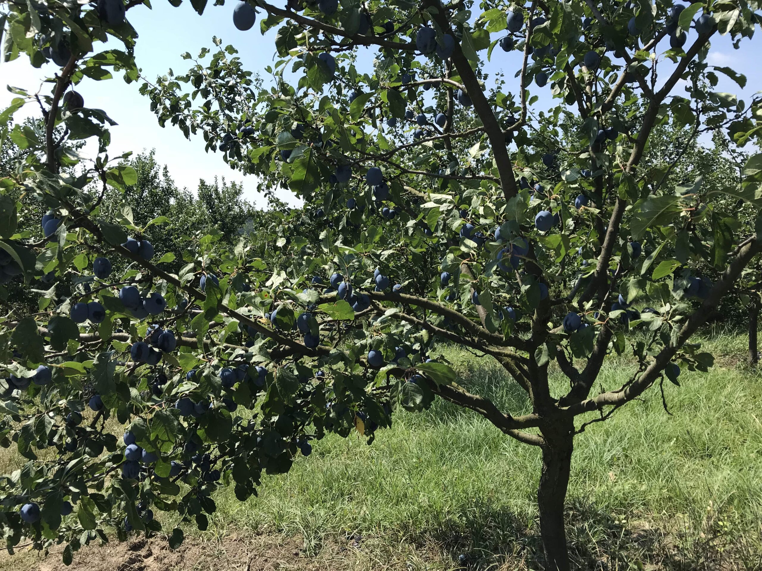 slivovitz plum trees